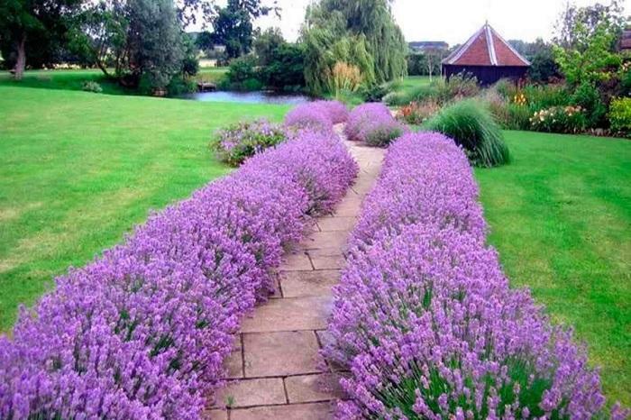 Як у себе на ділянці виростити лаванду, щоб цвіла довго, пишно і красиво