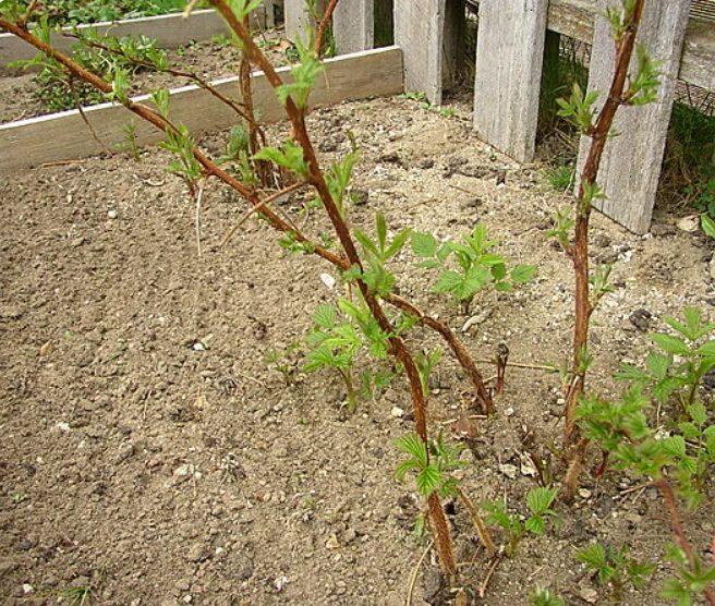 Малину збираю відрами, завдяки всього кільком простим діям, які я проводжу навесні