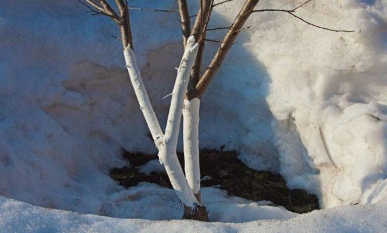 Побілка дерев: коли, як і чи треба взагалі?