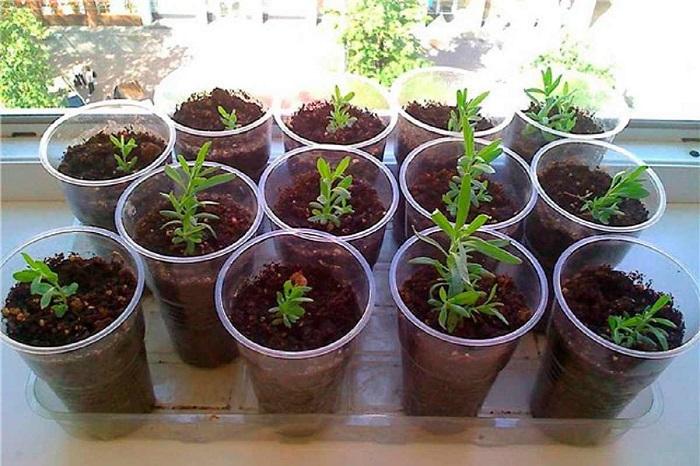 Як у себе на ділянці виростити лаванду, щоб цвіла довго, пишно і красиво