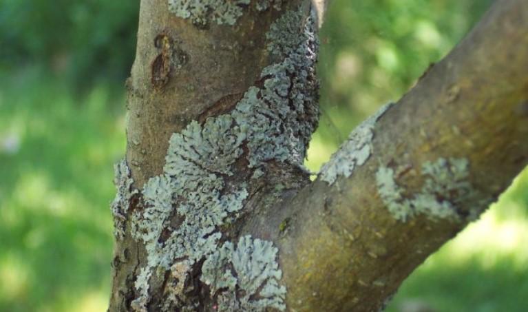 Побілка дерев: коли, як і чи треба взагалі?