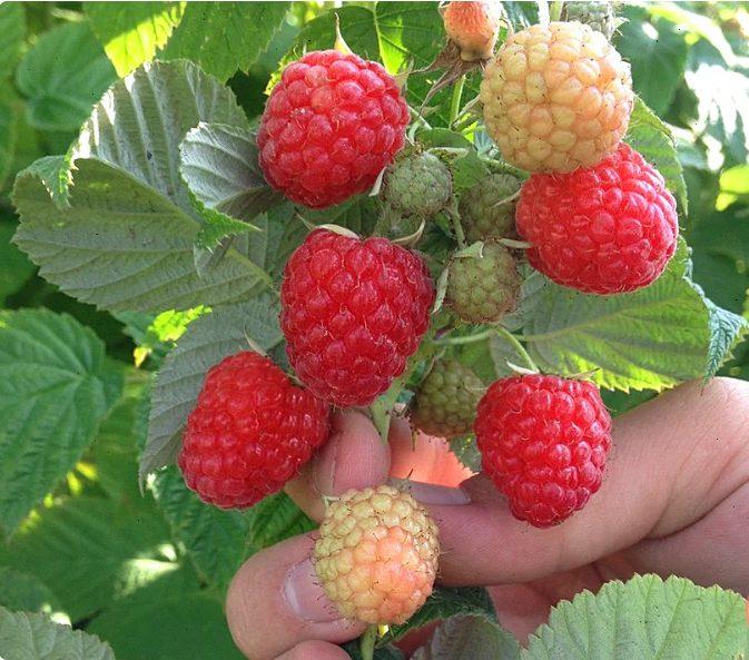 Малину збираю відрами, завдяки всього кільком простим діям, які я проводжу навесні