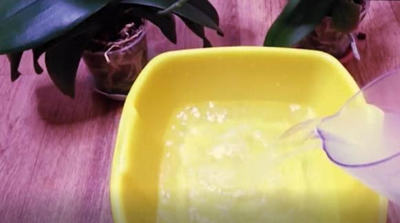 Орхідея квітне як ніколи. Цілий рік "спала", але після підживлення почала стрімко розпускатися