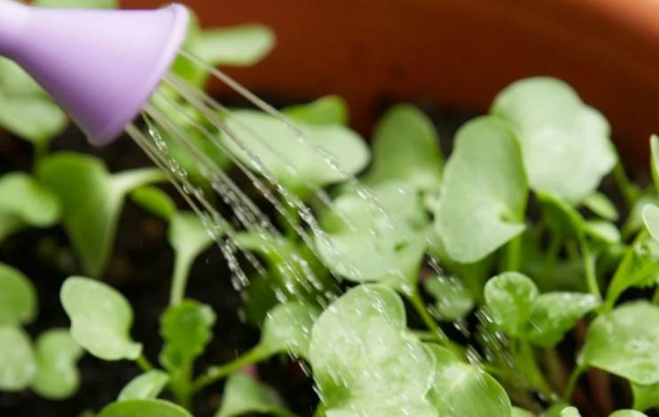 Чому розтріскується редиска? 3 причини невдачі