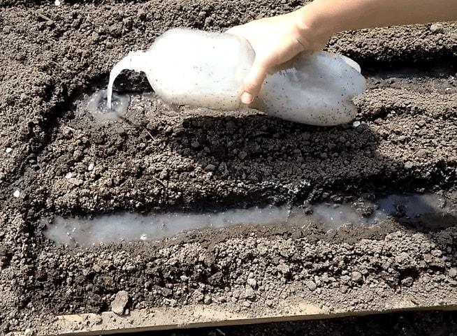 Садимо морквину розумним методом щоб не проріджувати і збирати гарний урожай