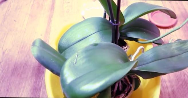 Орхідея квітне як ніколи. Цілий рік "спала", але після підживлення почала стрімко розпускатися