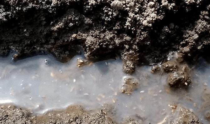 Садимо морквину розумним методом щоб не проріджувати і збирати гарний урожай