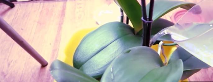 Орхідея квітне як ніколи. Цілий рік "спала", але після підживлення почала стрімко розпускатися