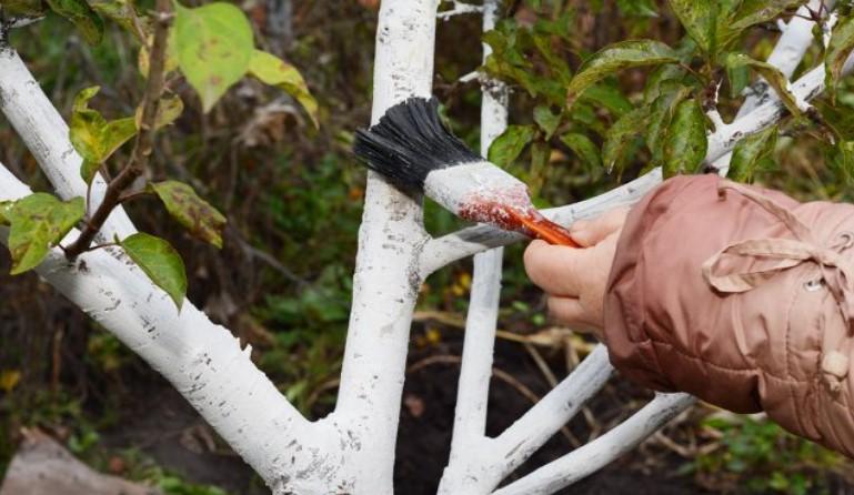 Побілка дерев: коли, як і чи треба взагалі?