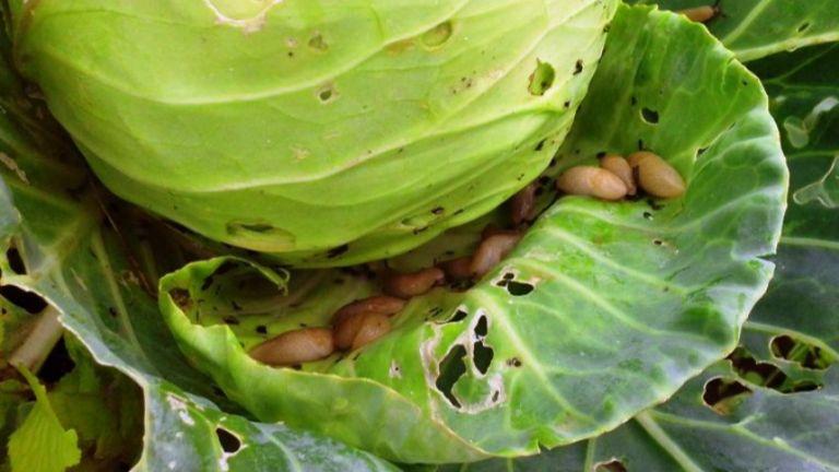 Мій дід називав соду рятувальником городу. Цей продукт захищає ділянку від шкідників і забезпечує багатий урожай