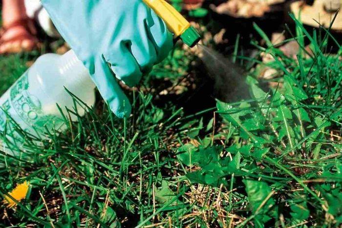Як приготувати універсальний засіб від бур'янів