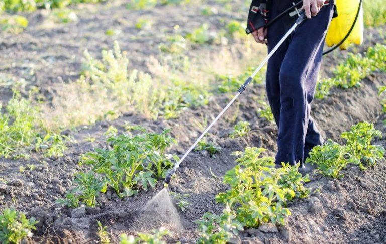 Після такого захисту колорадський жук ще довго не з'явиться на вашому городі. Спосіб перевірений роками