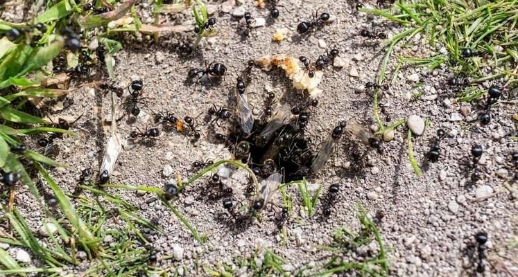 Як позбавитись від садових мурах назавжди? Ділюсь секретом