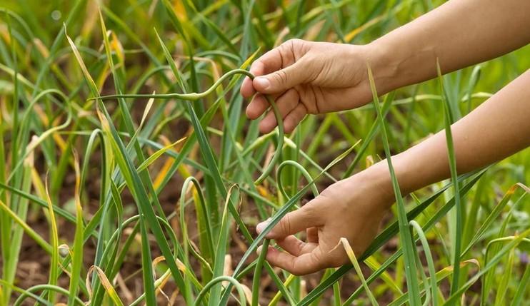 Часникові стрілки: коли і як їх треба видаляти