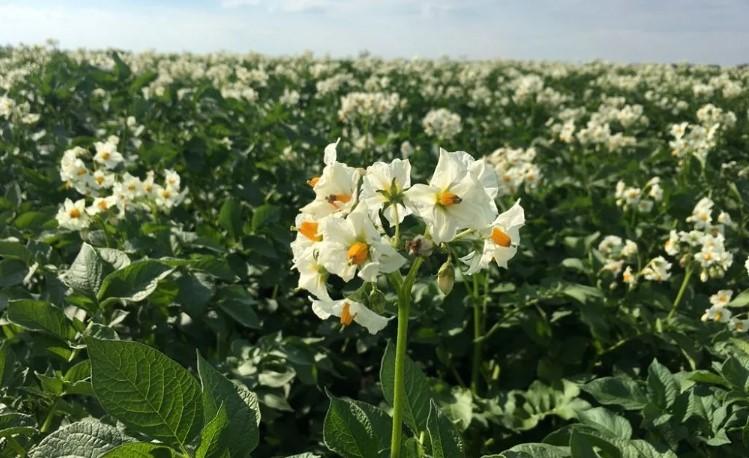 Картопля скоро зацвіте: обривати квіти, чи ні?
