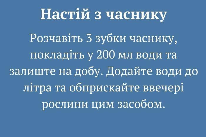 10 дієвих методів боротьби зі слимаками. Городникам на замітку