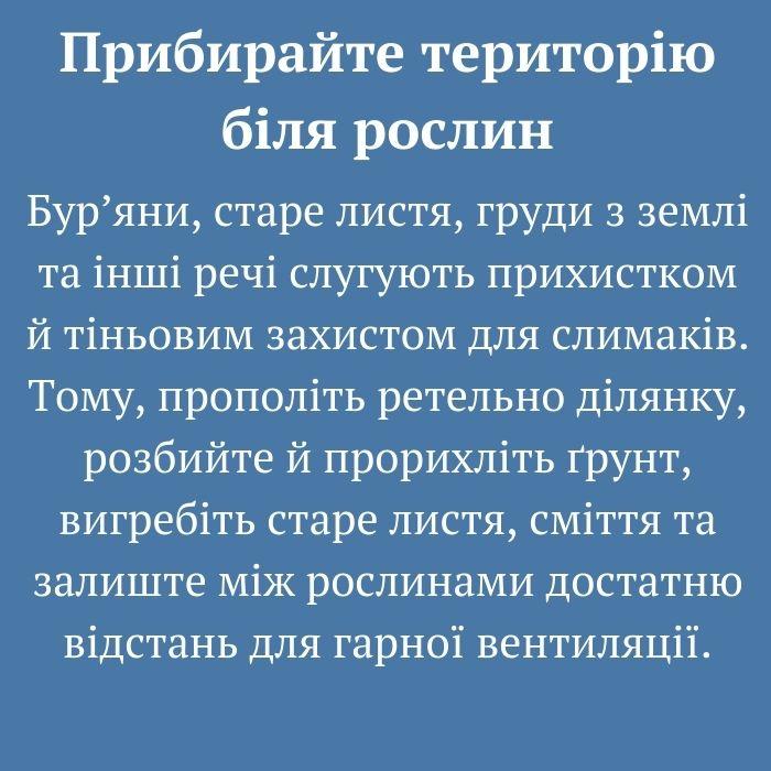 10 дієвих методів боротьби зі слимаками. Городникам на замітку