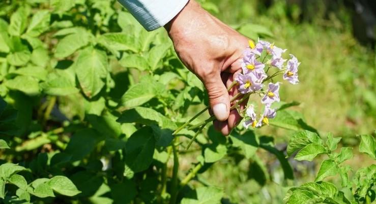 Картопля скоро зацвіте: обривати квіти, чи ні?