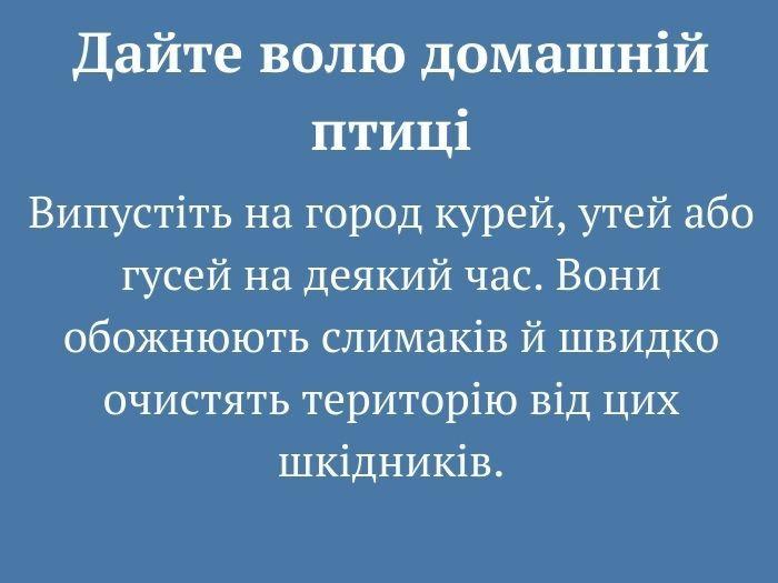 10 дієвих методів боротьби зі слимаками. Городникам на замітку