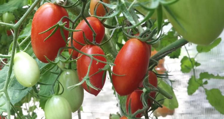 Верхівкова гниль на плодоносних помідорах. Профілактика і лікування