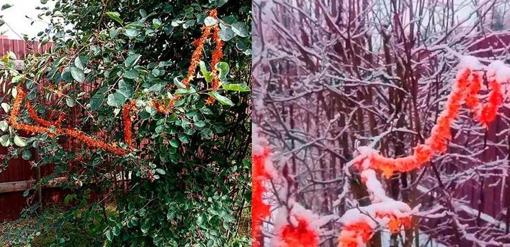 Як врятувати урожай, якщо птахи клюють ягоди - 4 бюджетних і перевірених варіанти