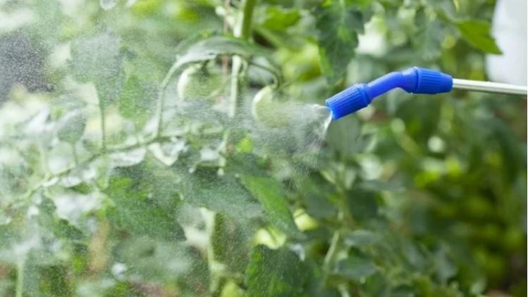 За порадою бабусі підживлюю помідори содою, і збираю по відру з кожного куща