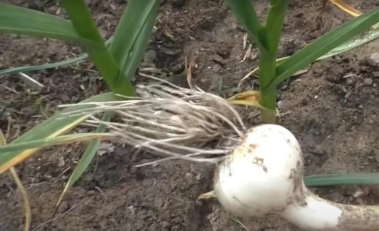 Підживлення часнику в червні для нарощування великої головки