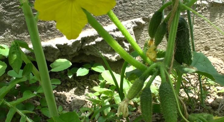 Чим полити огірки для швидкого зростання. Народні рецепти