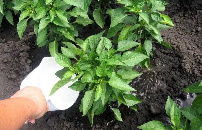 Листя перцю в'януть і скручуються: два підживлення, які врятують рослину