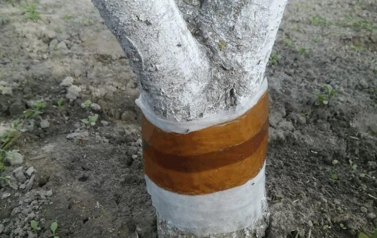 Як позбавитись від садових мурах назавжди? Ділюсь секретом