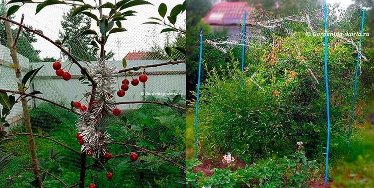 Як врятувати урожай, якщо птахи клюють ягоди - 4 бюджетних і перевірених варіанти