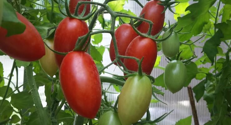 Верхівкова гниль на плодоносних помідорах. Профілактика і лікування