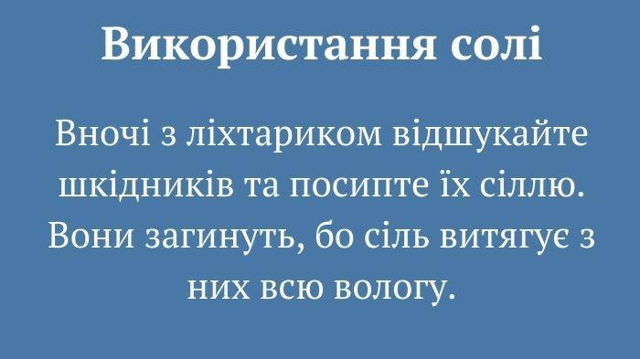 10 дієвих методів боротьби зі слимаками. Городникам на замітку