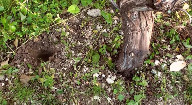 Літнє підживлення винограду після цвітіння