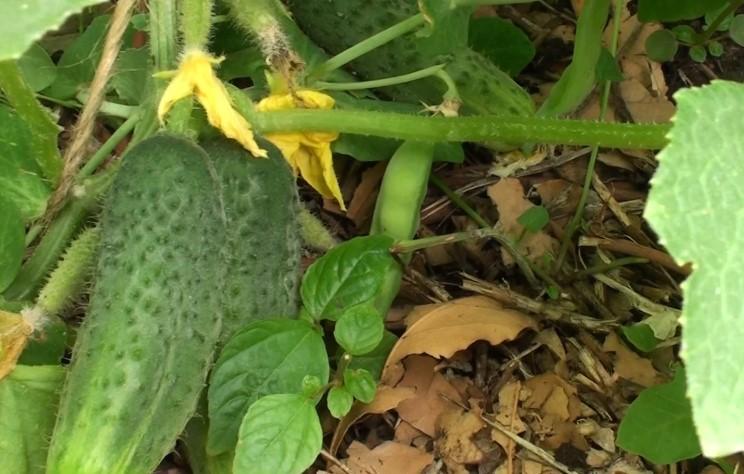 Чим полити огірки для швидкого зростання. Народні рецепти