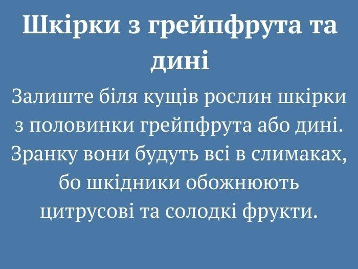 10 дієвих методів боротьби зі слимаками. Городникам на замітку