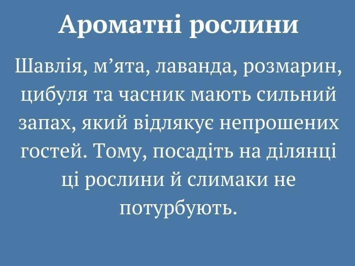 10 дієвих методів боротьби зі слимаками. Городникам на замітку