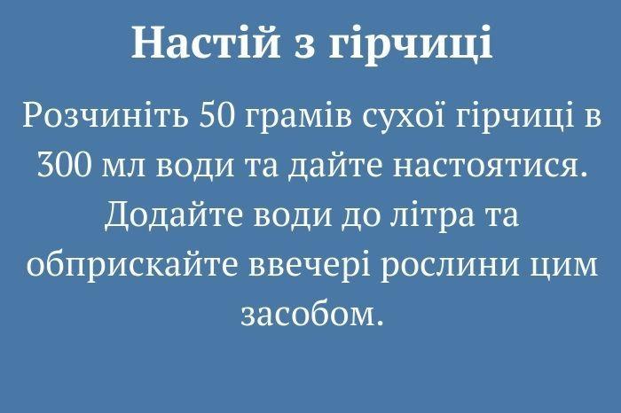 10 дієвих методів боротьби зі слимаками. Городникам на замітку