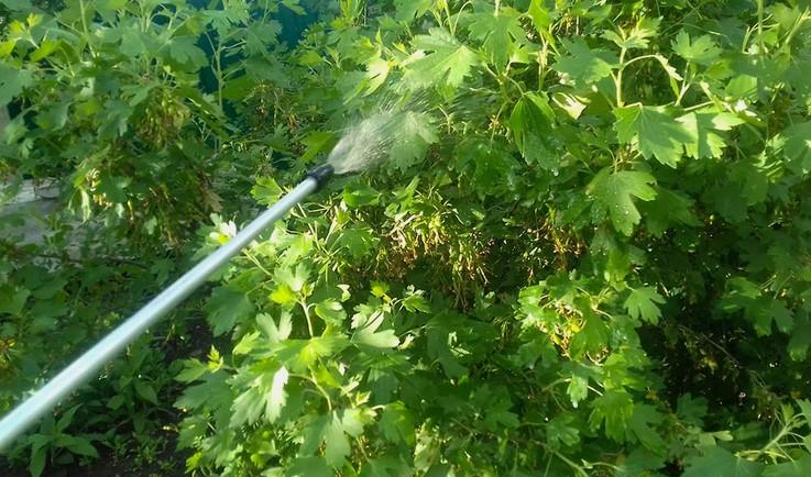 Як позбутися від попелиці за допомогою господарського мила