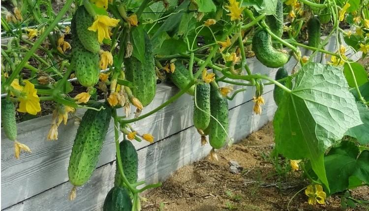 Огірки почали плодоносити - роблю тільки одне підживлення. І безпечно без хімії, і врожаю стало більше: у банки не влізає