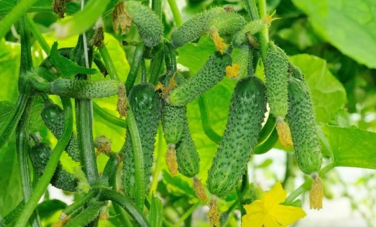 Огірки почали плодоносити - роблю тільки одне підживлення. І безпечно без хімії, і врожаю стало більше: у банки не влізає