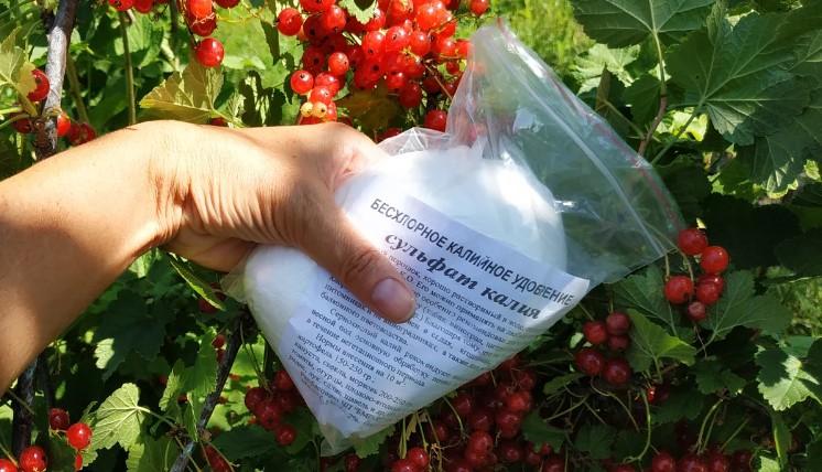 Смородина наливається. Пора удобрити. 4 підживлення щоб збільшити урожай великих і солодких ягід