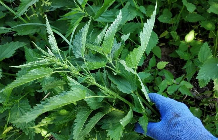 Чим полити огірки для рясного плодоношення. Просте добриво без фінансових затрат