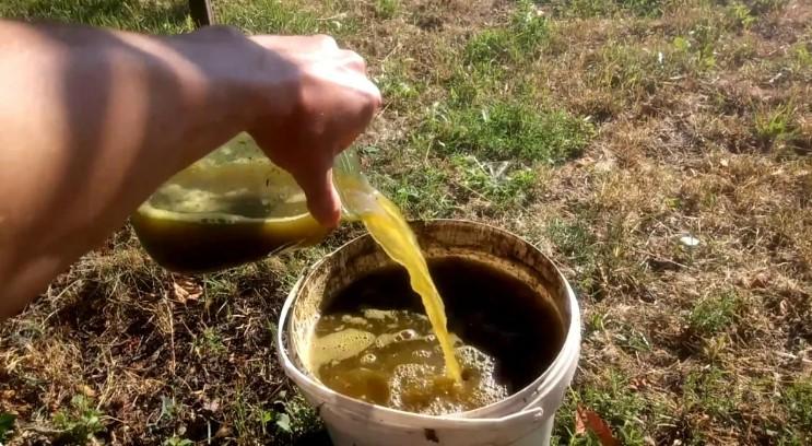 Капуста починає завязуватись? Саме час підживити рослини