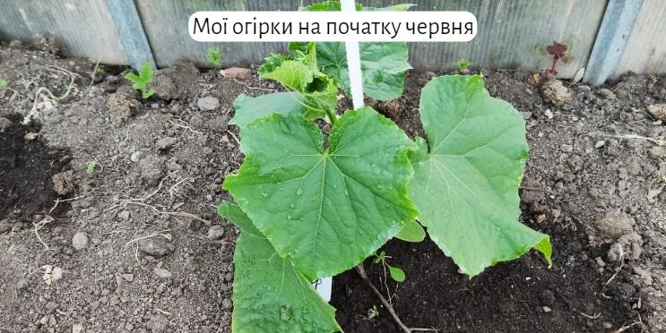 Чим я підживлюю огірки. Чому без гною вони у мене ростуть краще, ніж у сусідки
