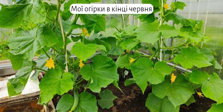 Чим я підживлюю огірки. Чому без гною вони у мене ростуть краще, ніж у сусідки