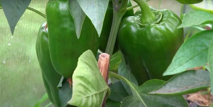 Перець радує врожаєм: чим його підживити зараз, щоб плоди були більшими і солодшими, а зав'язі більше