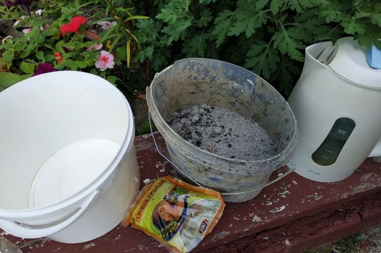 Важлива обробка помідорів в розпал цвітіння і формування зав'язей, щоб не втратити урожай