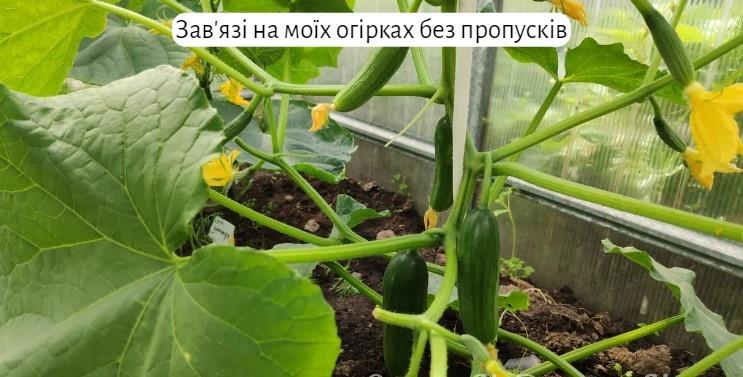 Чим я підживлюю огірки. Чому без гною вони у мене ростуть краще, ніж у сусідки