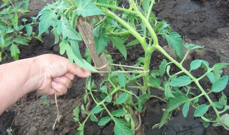 Догляд за помідорами в липні: налаштовуємо рослини на «безперервний» цикл плодоношення